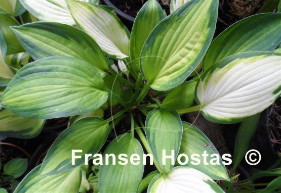 Hosta American Fashion